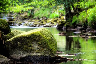 Close-up of moss on rock by lake in forest