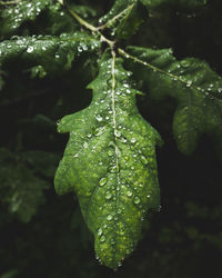 Close-up of raindrops on leaves