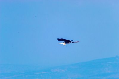 Bird flying in the sky