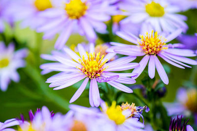 Close-up of purple flowering plants