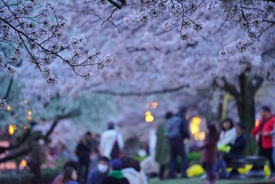 Group of people on cherry blossom