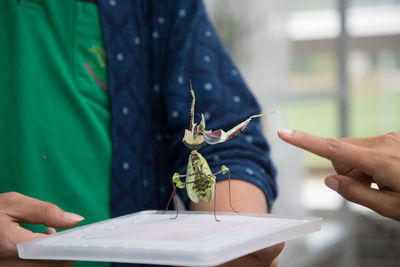 Midsection of person holding insects in tray while friend pointing