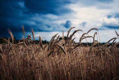 Close-up of wheat field against cloudy sky