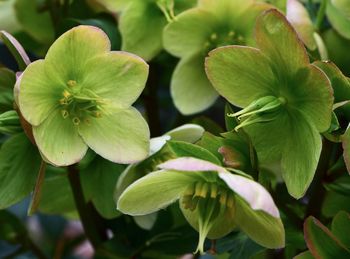 High angle view of flowering plant