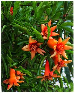 Close-up of red flowers