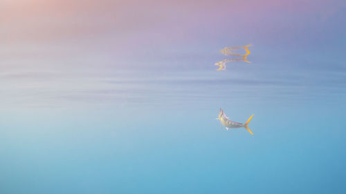 View of birds flying over sea