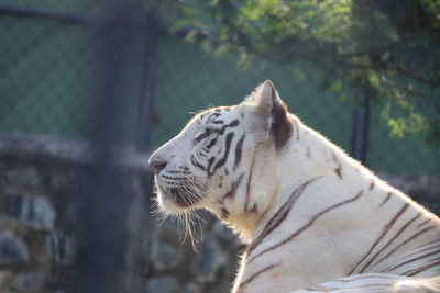 Close-up of a tiger