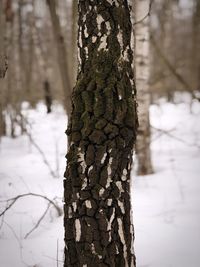 Close-up of tree trunk during winter