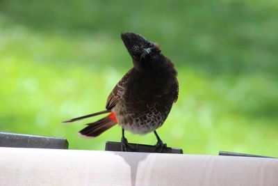 Close-up of bird perching on wood against wall