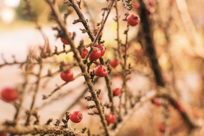 Close-up of berries on bare tree