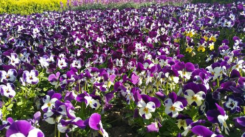 Close-up of purple crocus flowers blooming on field