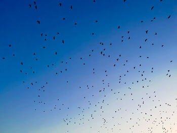 Low angle view of birds flying in sky