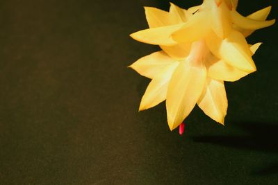 Close-up of yellow rose flower against black background