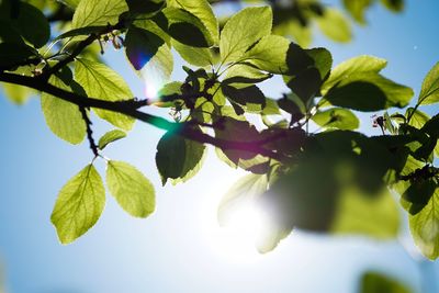 Low angle view of tree leaves