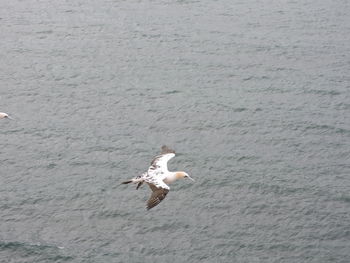 Seagull flying over sea