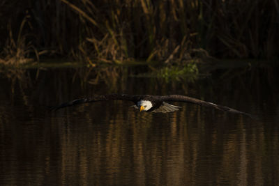 Bird flying over lake