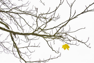 Low angle view of branches against clear sky