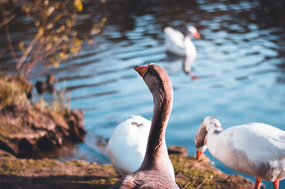 Ducks swimming in lake