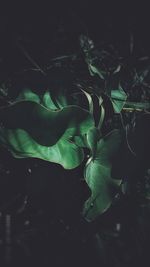 Close-up of green leaves on land