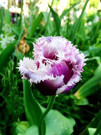 Close-up of pink flowers