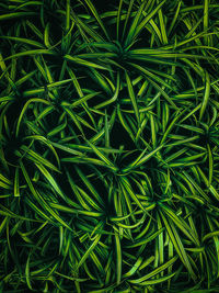 Full frame shot of fresh green plant
