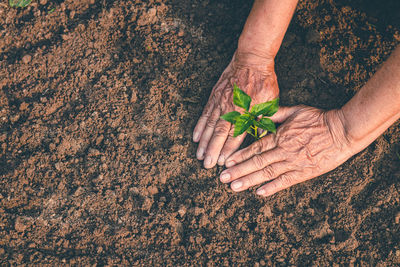 Midsection of person holding plant