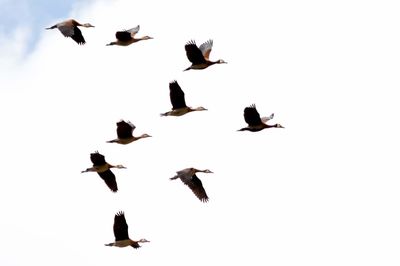 Low angle view of birds flying in the sky