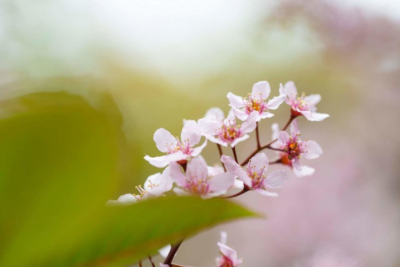 CLOSE-UP OF PINK CHERRY BLOSSOMS