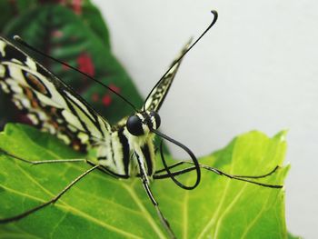 Close-up of insect on leaf