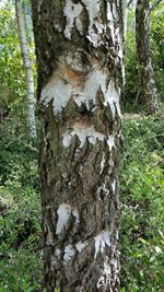 Trees growing in forest