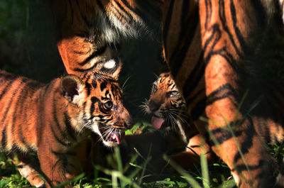 Close-up of tigers on field in zoo