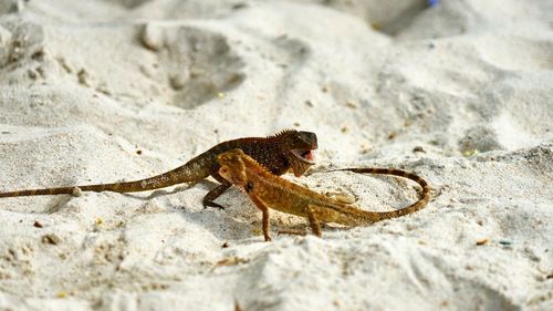 Close-up of lizards on sand at desert