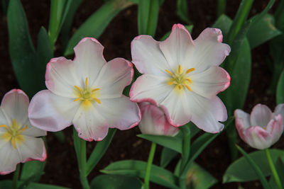 Close-up of pink flowering plants