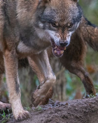 animal