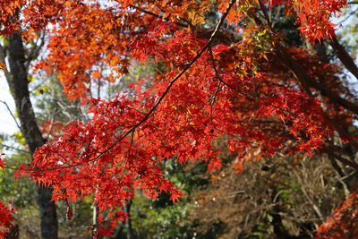 Close-up of red maple leaves on tree