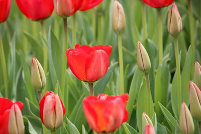 Close-up of red tulips in field