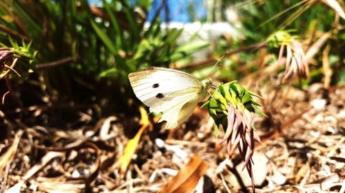 Close-up of insect on plant