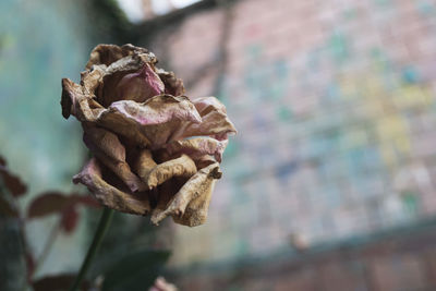 Close-up of wilted rose