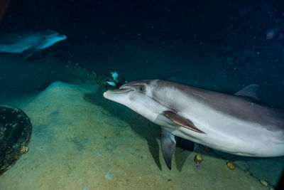 One dolphin swimming in the red sea, eilat israel a.e