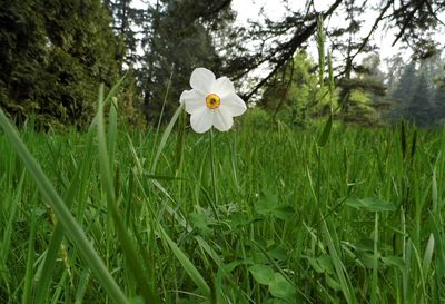 Close-up of white flower blooming on field