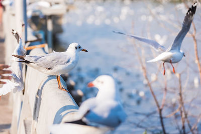 Seagulls perching on a snow