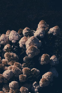 High angle view of cupcakes in sea