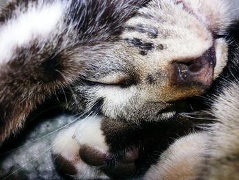 Close-up of dog sleeping