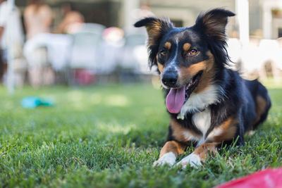 Close-up of dog on grass