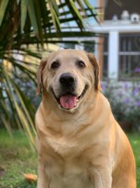 Close-up portrait of a dog