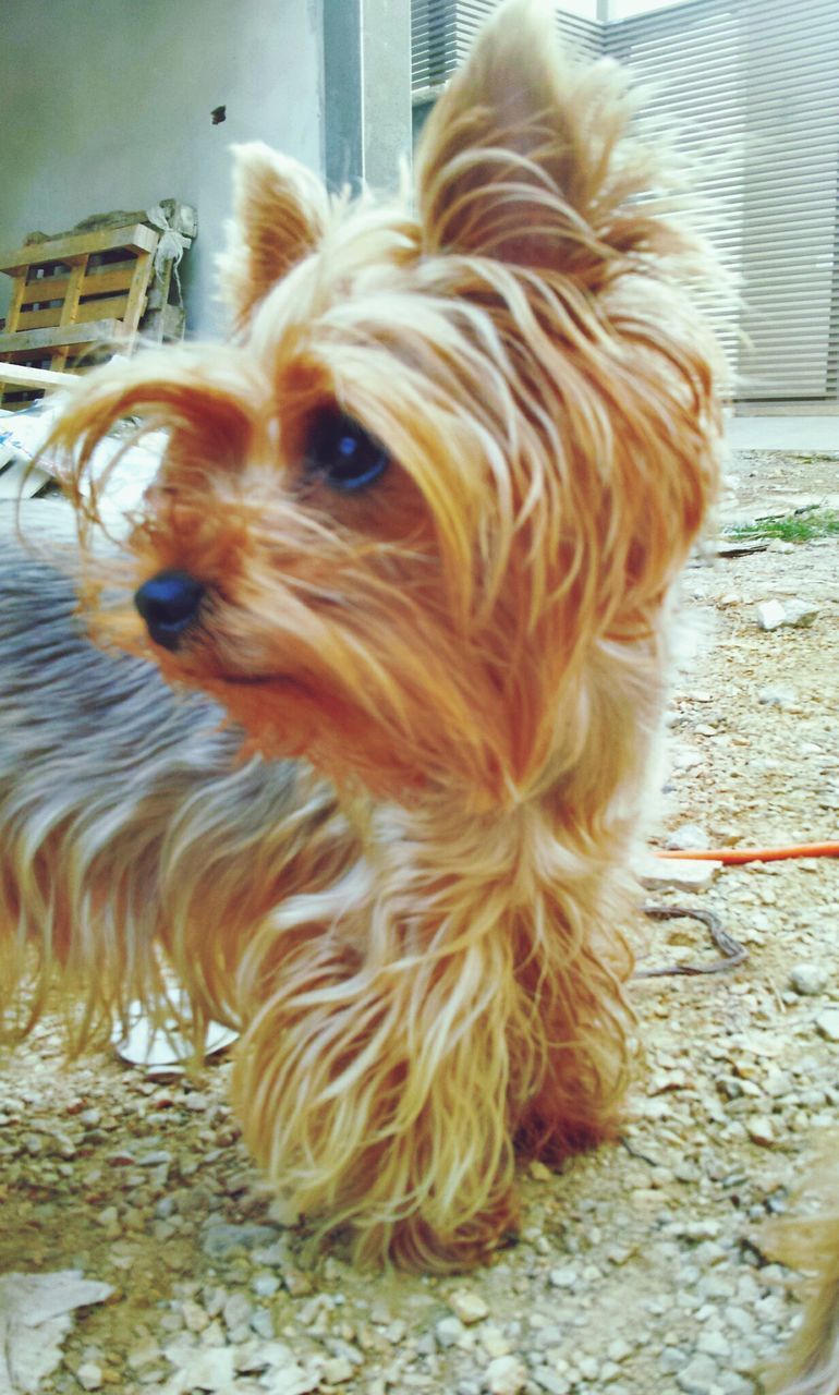 domestic animals, animal themes, mammal, one animal, dog, pets, animal hair, close-up, animal head, brown, no people, animal body part, day, outdoors, zoology, loyalty, vertebrate, animal, livestock, looking away