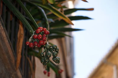 Close-up of cherry growing on plant