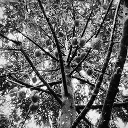 Low angle view of trees in forest