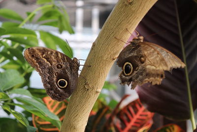 Close-up of butterfly perching on leaf