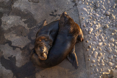 High angle view of animal sleeping on land